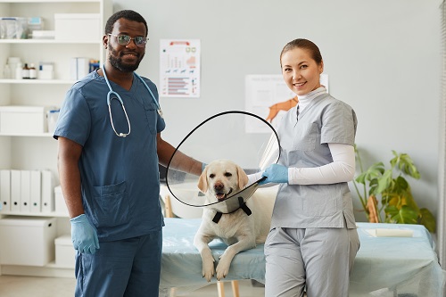 clinique vétérinaire urgence à Nice